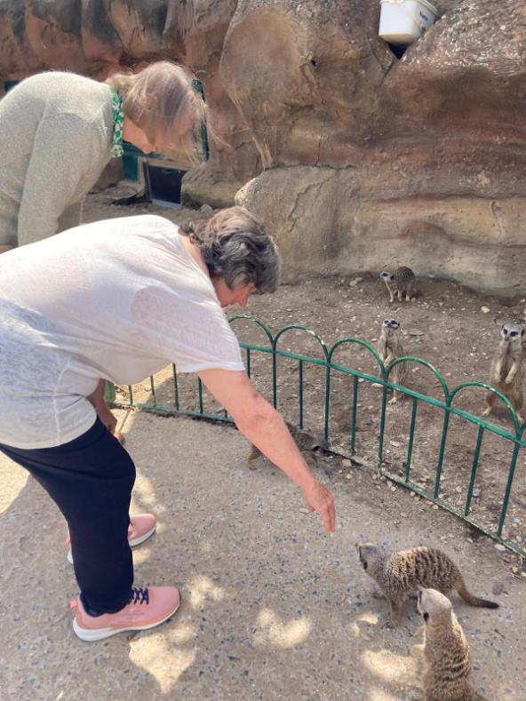 residents-with-meerkats