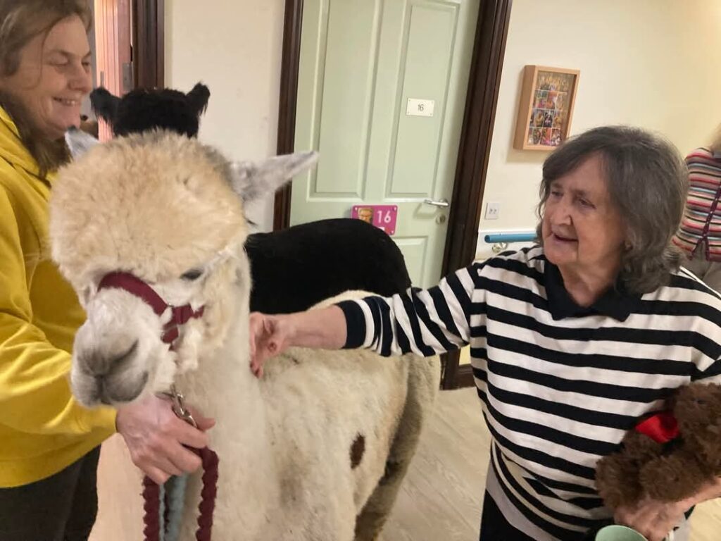 one of our residents stroking a white alpcca