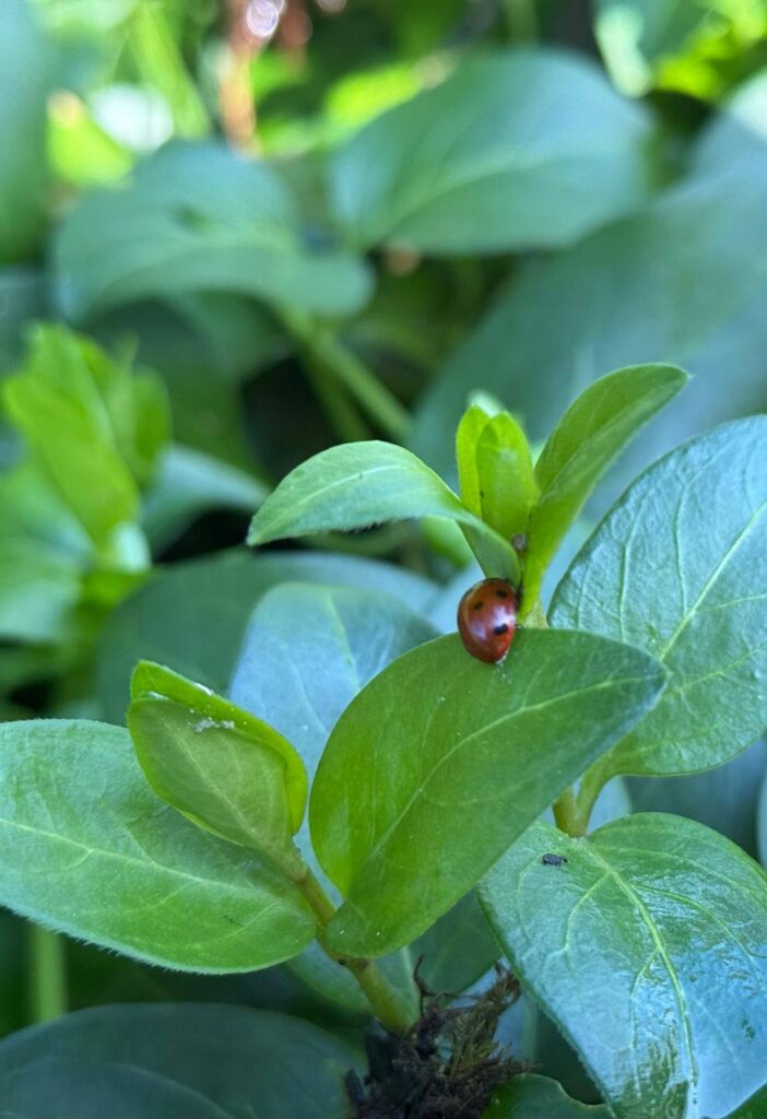 plant with ladybug