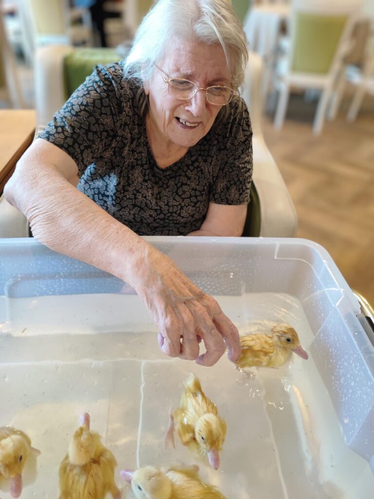 older lady sat down petting the swimming ducklings