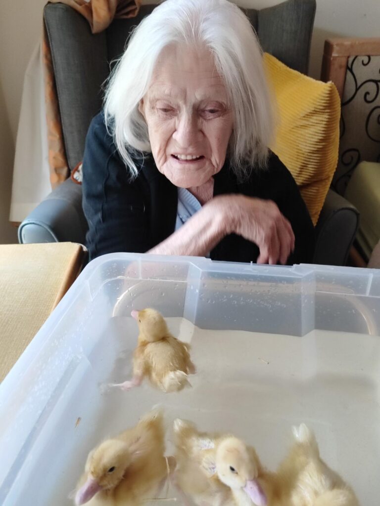 older lady sat down watching ducklings swimming
