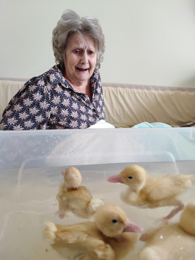 older lady sat down watching ducklings swimming