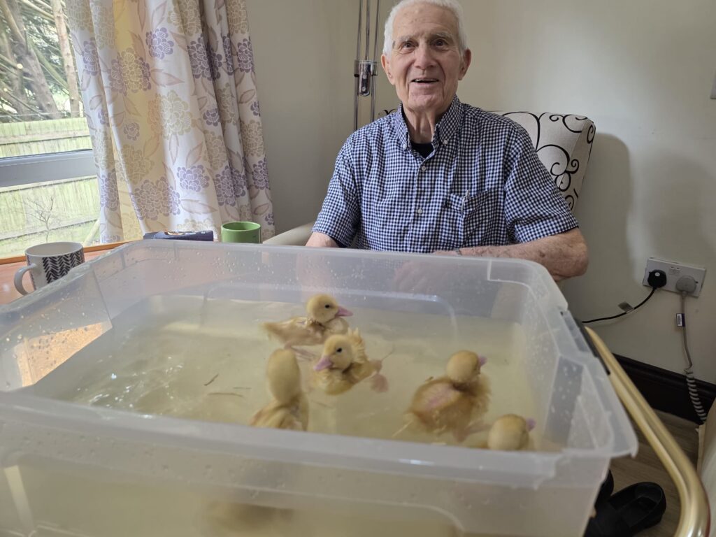 older lady sat down watching ducklings swimming