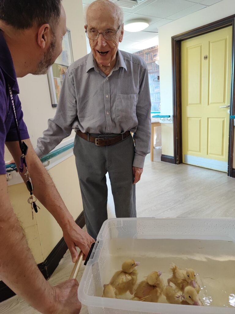 older man standing next to the swimming ducklings