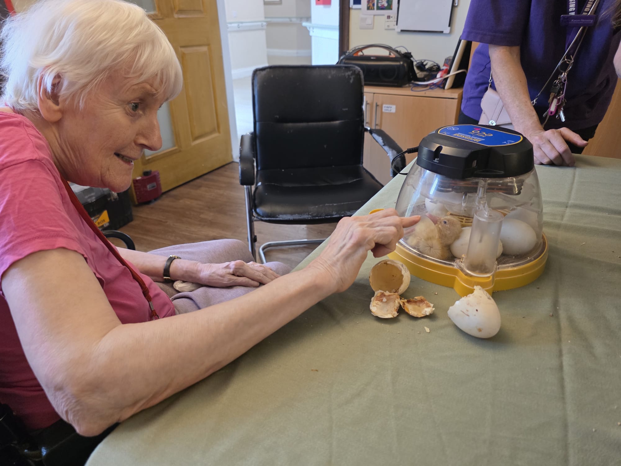 resident looking at ducklings hatching