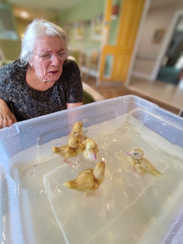 older lady sat down watching ducklings swimming