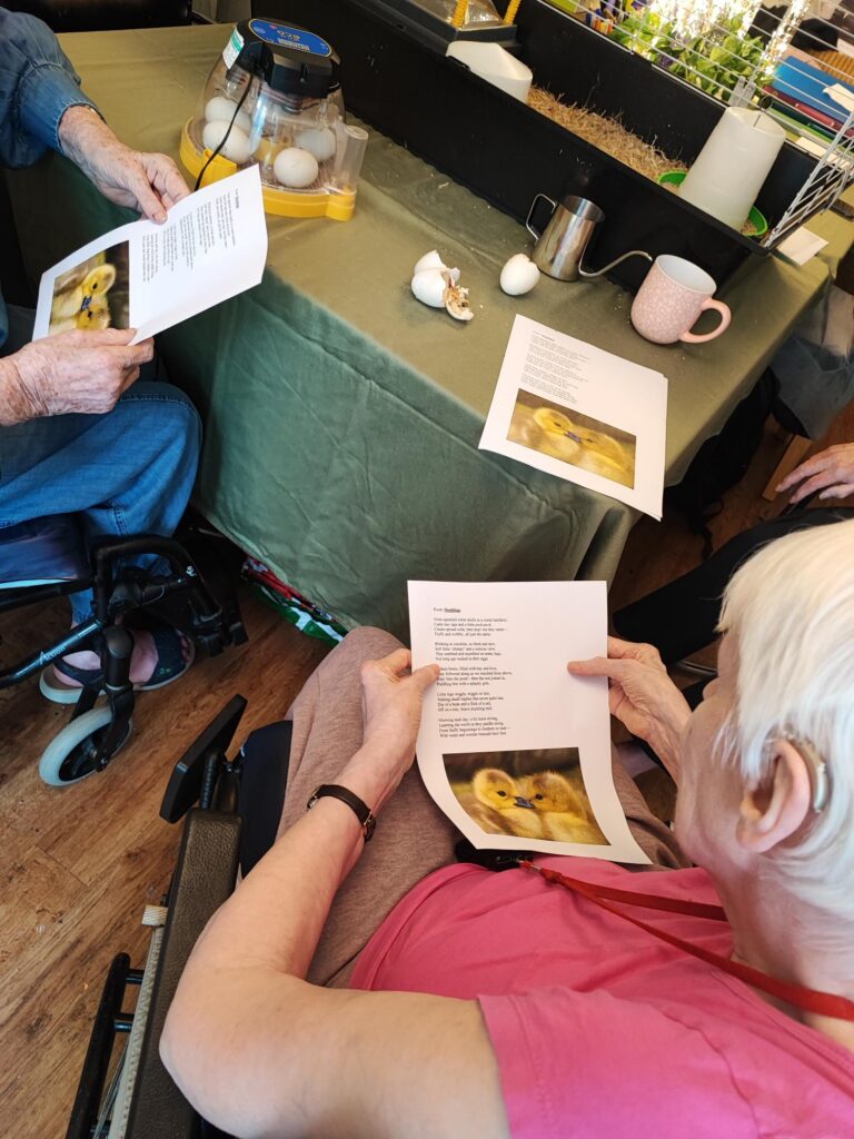 residents reading information about the ducklings
